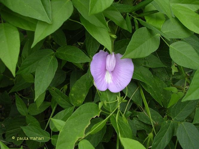 Maryland butterfly pea