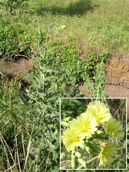 lactuca orientalis
