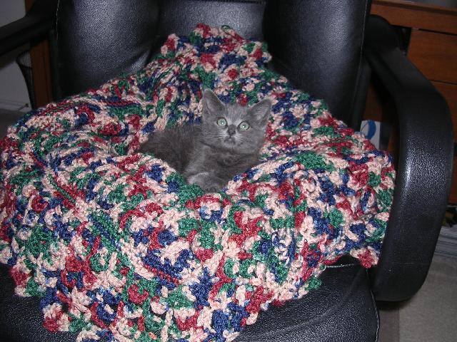 Nimbus at 2 months old 