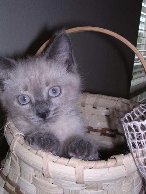 Panda about 3 months old 