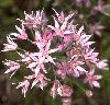 allium