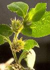 amaranth