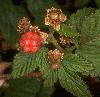 dewberry