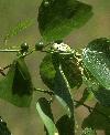 hackberry