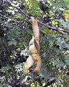 honeylocust