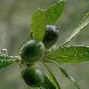 liveoak