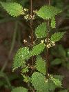 nettle