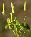 oxalis