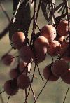 persimmon