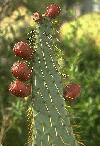 pricklypear