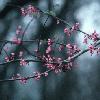 redbud