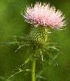 thistle