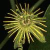 yellowpassion