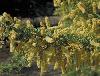 Acacia