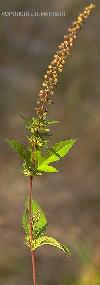 Giant Ragweed