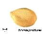 Buffalo gourd