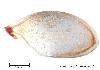 Moschata