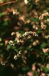 Buckwheat