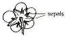 sepals
