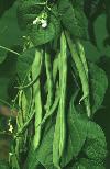 Common bean