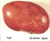 Common bean