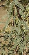 Mesquite