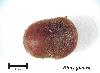 Sumac Seed