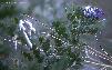 Mountain laurel