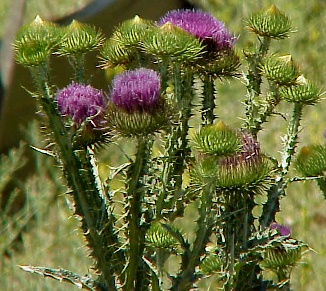 Scottish Thistle